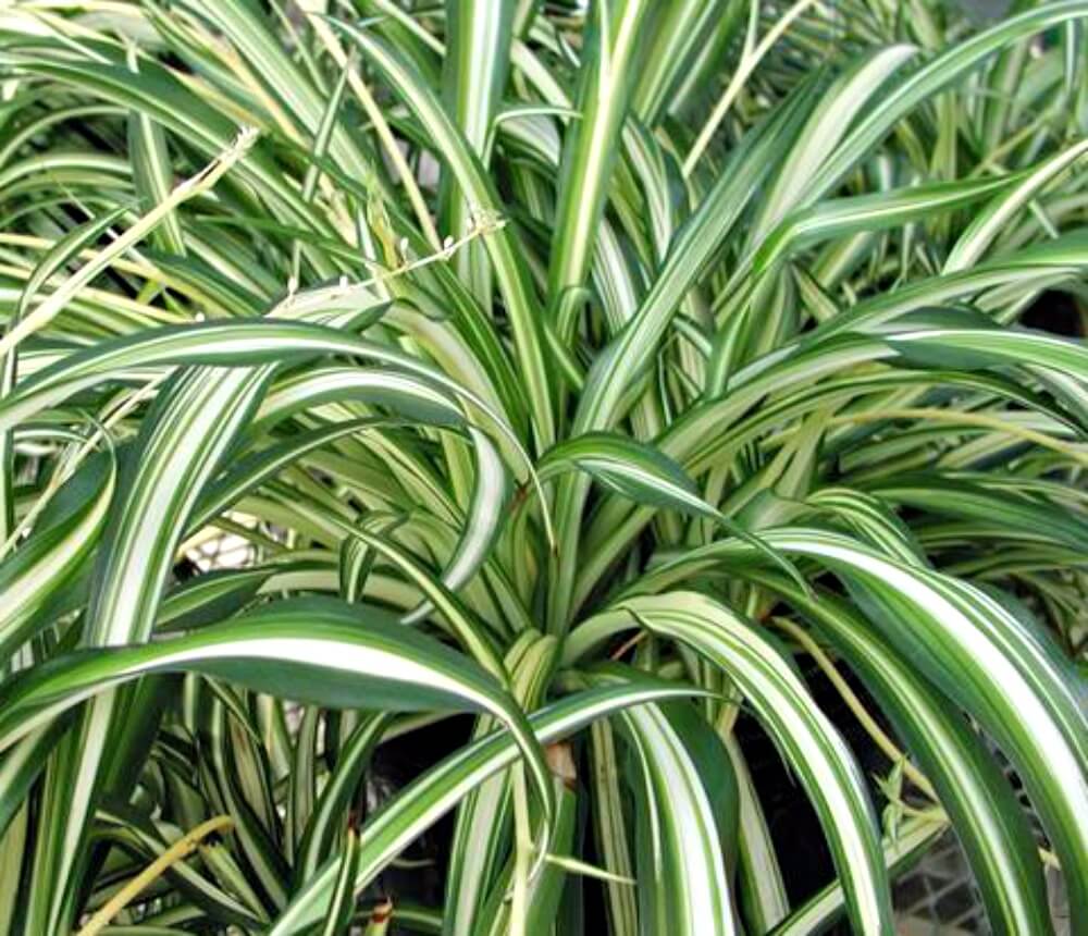 Spider Plant.