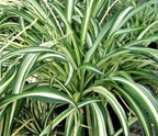Spider Plant.