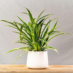 Pandanus Variegated Golden Plant.