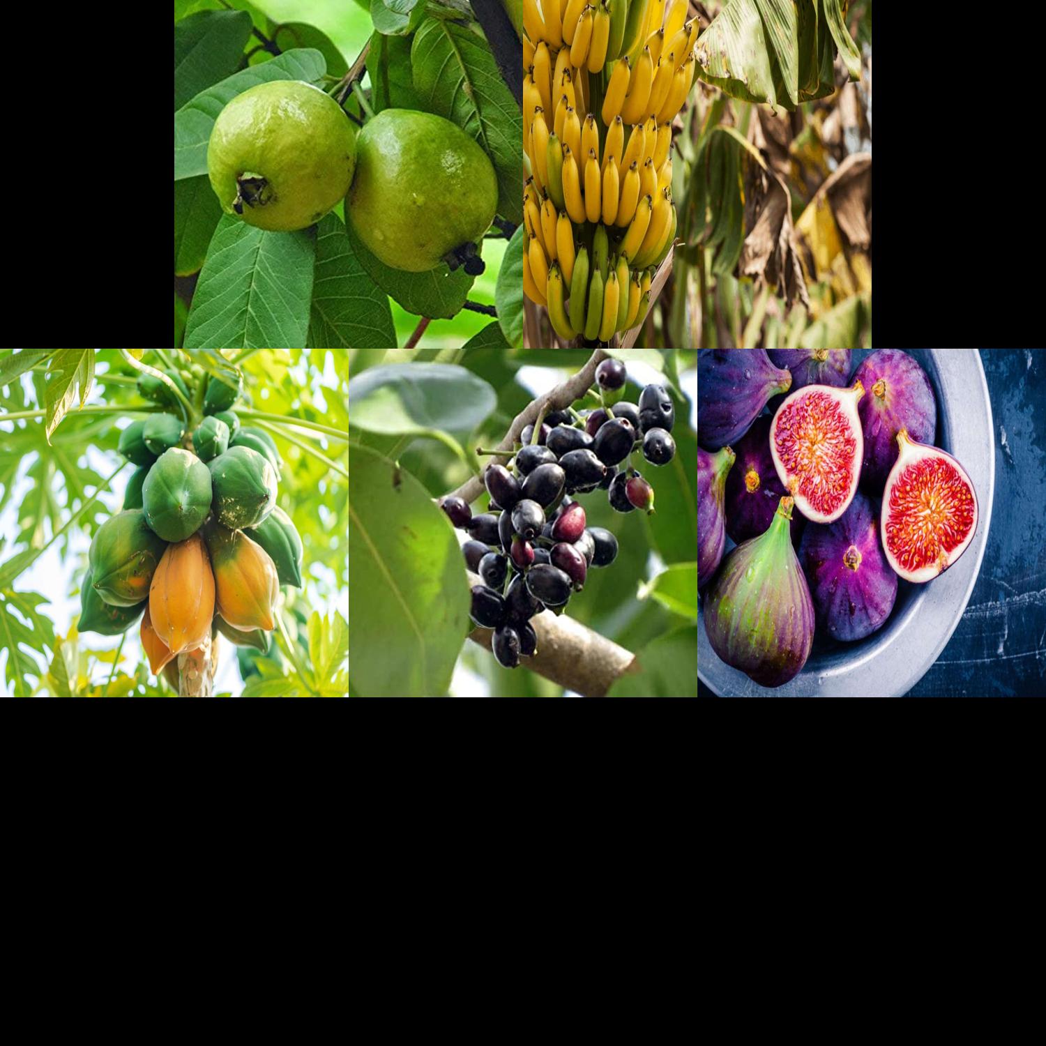 Hardy Grafted Fruit Set