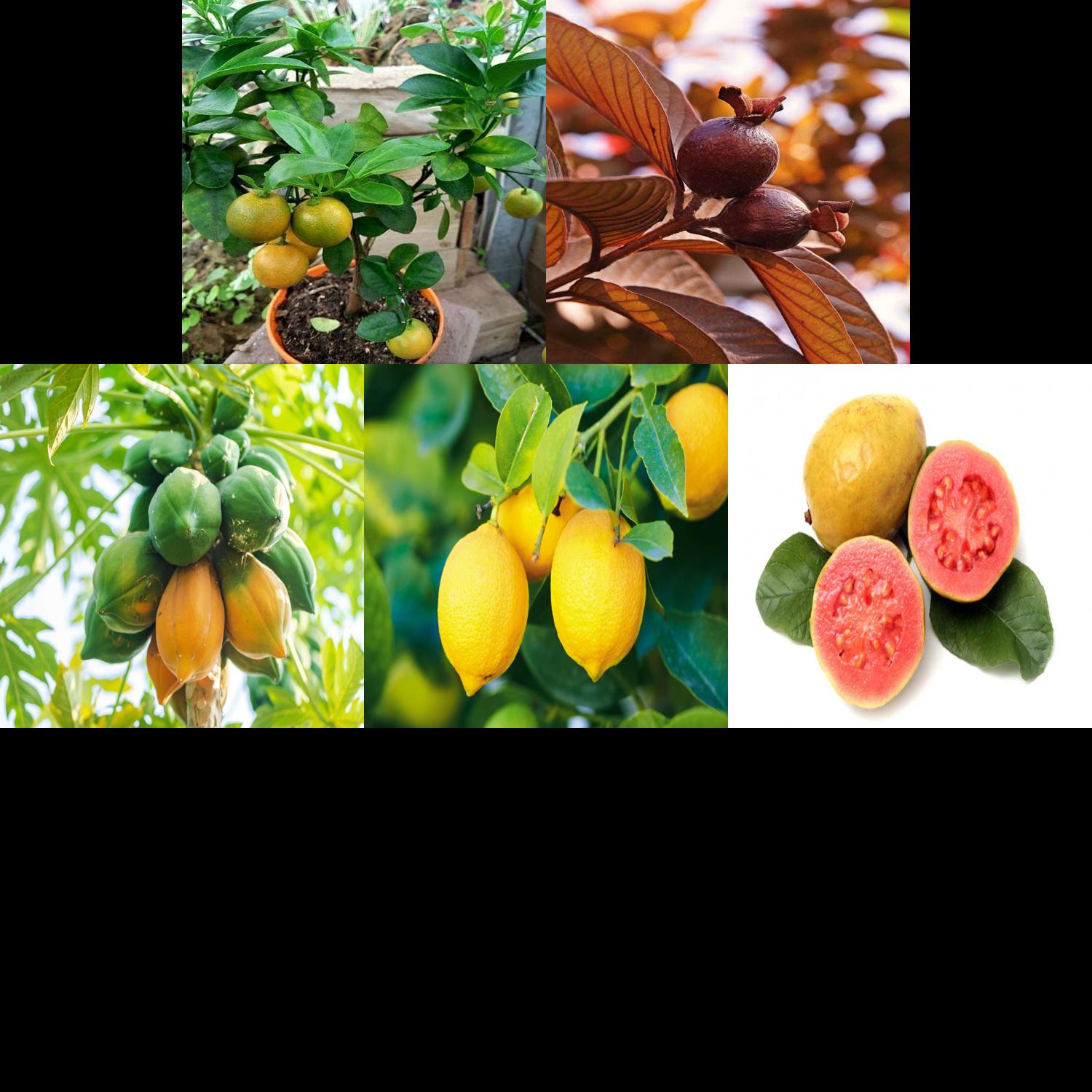 Premium Guava & Citrus Pack