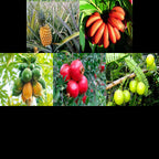 Balanced Fruit Garden Combo