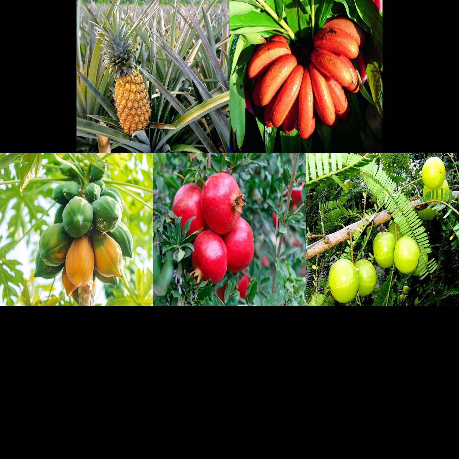 Balanced Fruit Garden Combo