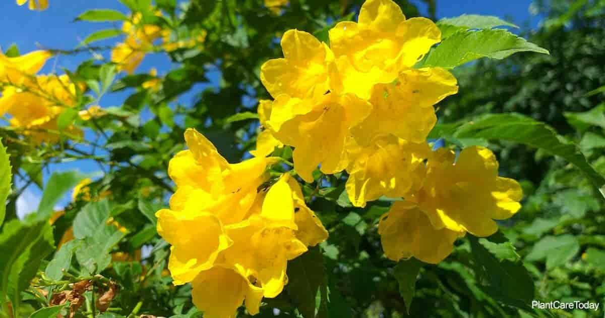 Golden Oleander Plant.