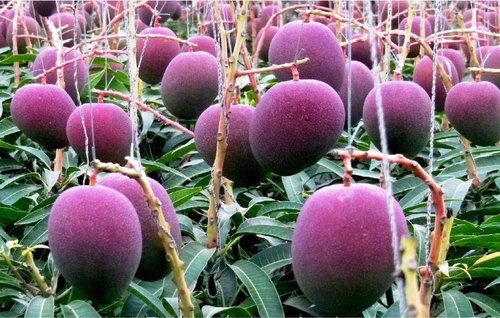 Grafted Thailand Mango Plant.