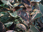 Rubber Plant Tineke.