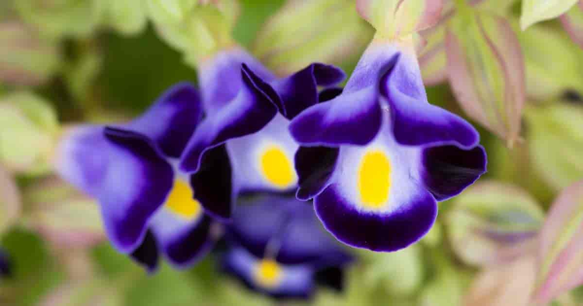 Toreina Plant.