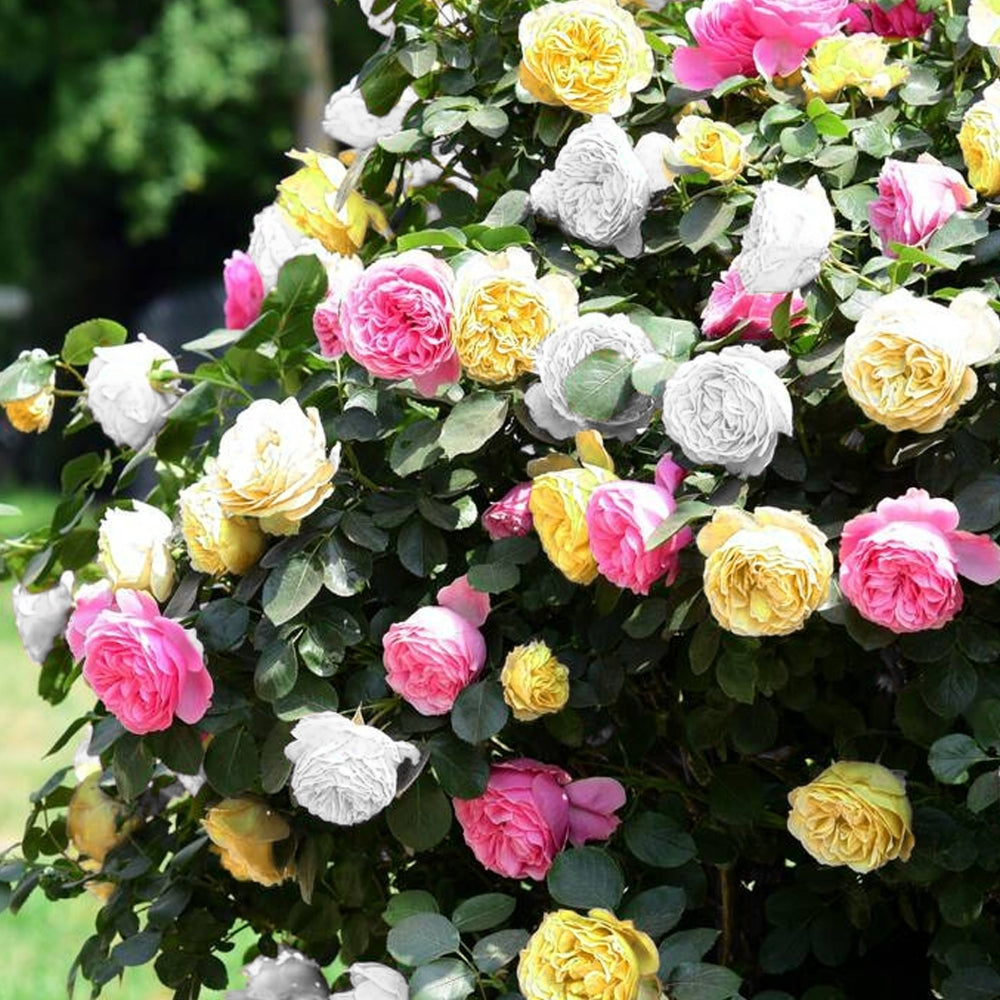 3 in 1 Color Rose Flower Seed Balls - Just Throw & Grow