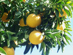 Grafted Grape Fruit Plant.