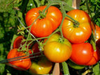 Tomato Country Seed Balls.