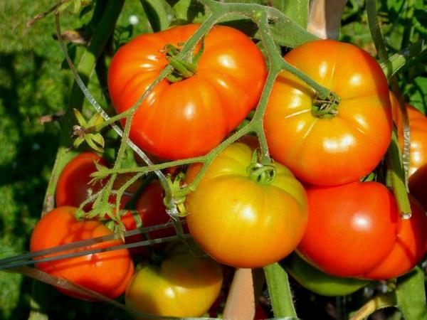 Tomato Country Seed Balls.