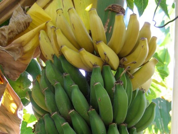 Grafted Banana Rasthali Plant.