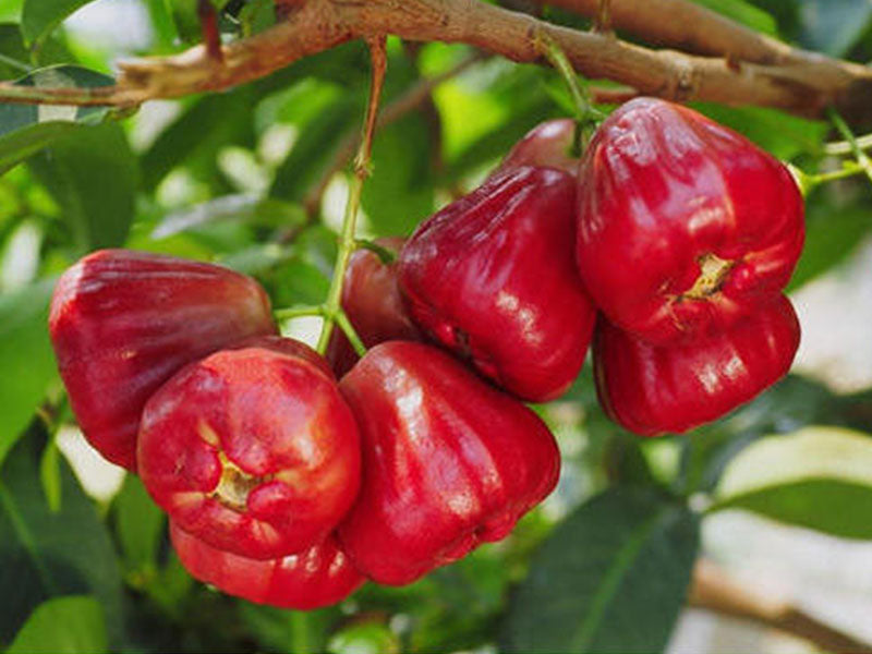 Grafted Water Apple.
