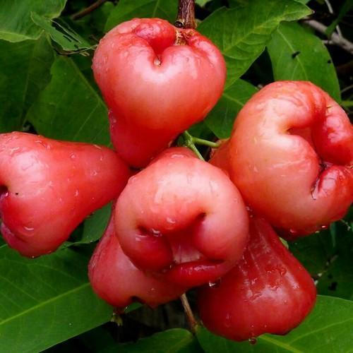 Grafted Water Apple.