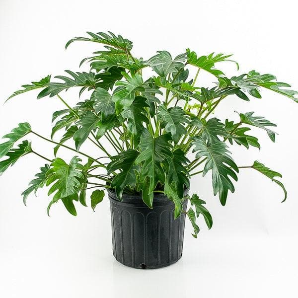 Philodendron for Gemini or Mithun Rashi - Plant