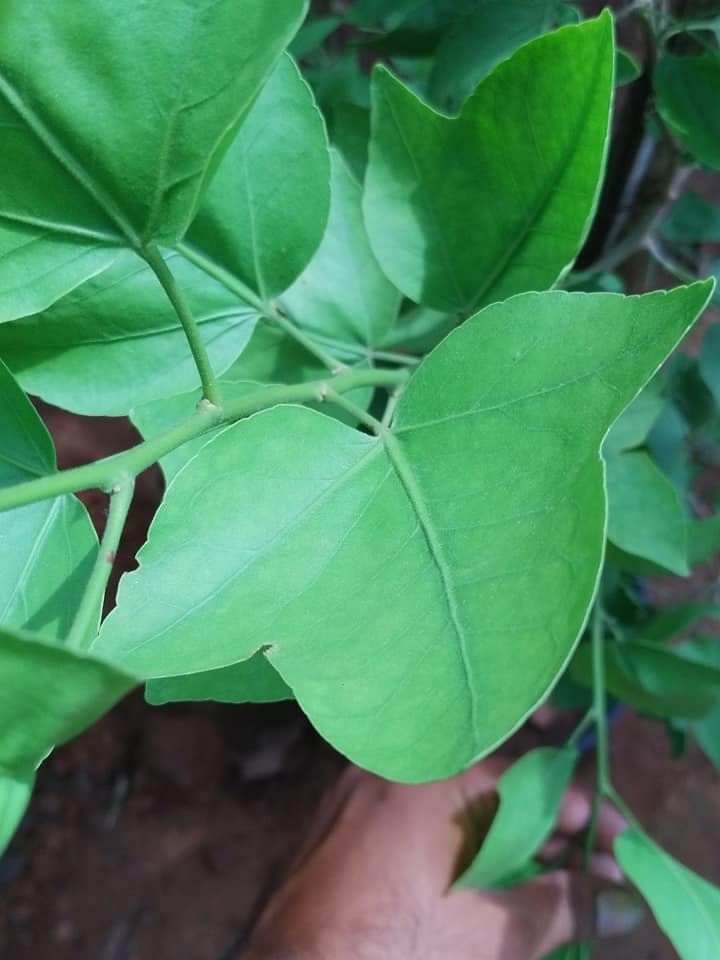 Eka Vilvam - Aegle marmelos - Single Leaf Bilva Plant.