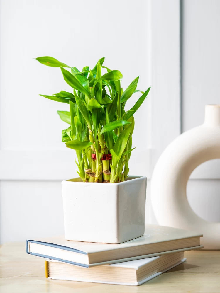 Best Two Layer Lucky Bamboo Plants for Desks - Corporate Gift (Set of 30).