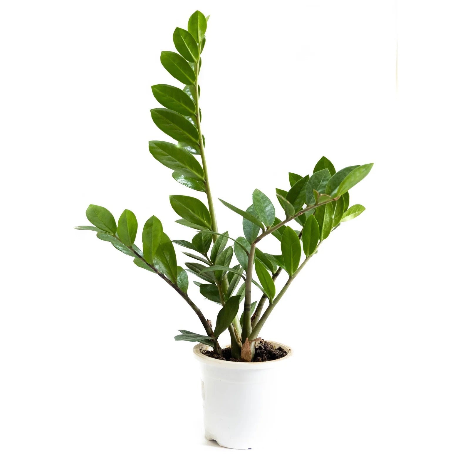 Statement Indoor Plants Pack