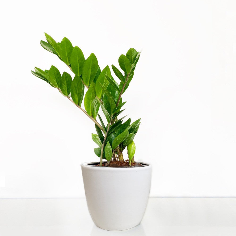 ZZ Indoor Plant.