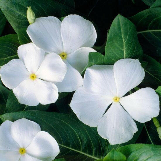 White Vinca Plant.