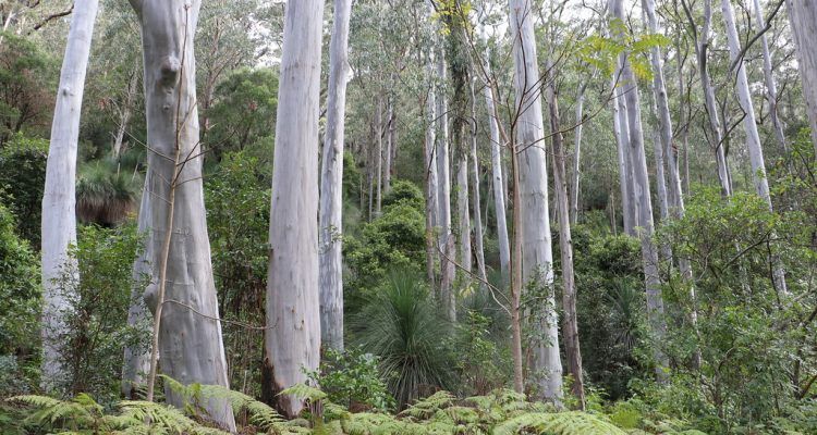 Eucalyptus Tree.