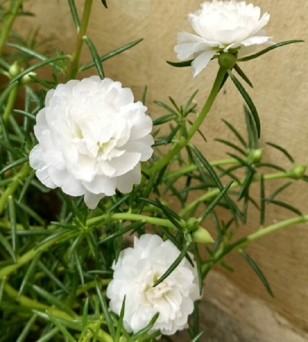 Table Rose White Plant.