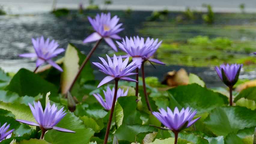 Violet Water Lily Plant.