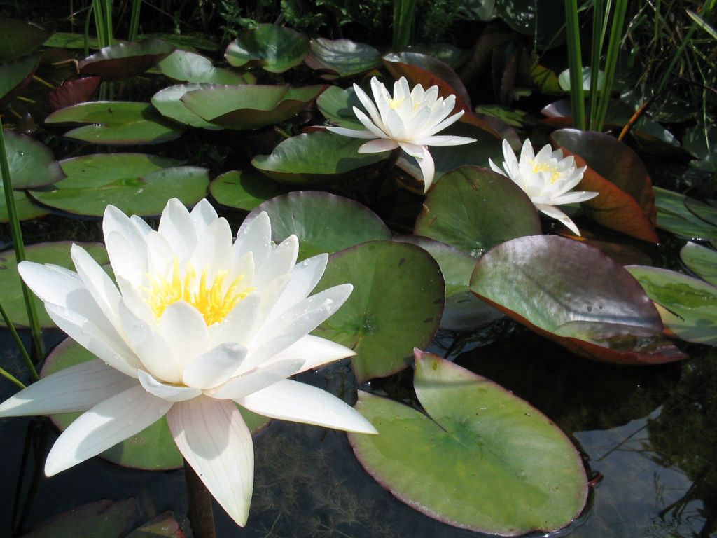 White Water Lily Plant.