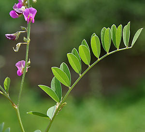 Tephrosia Purpurea - Kozhunchi - Sharpunkha Plant.