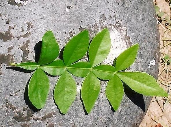 Maha Vilvam - Aegle marmelos - 9 leaf Bilva Plant.