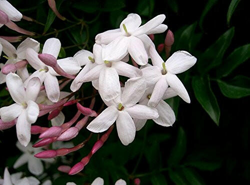 Pink Jasmine - Jathi Malli Plant.