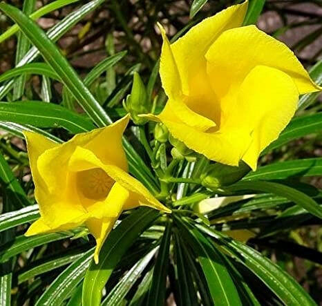 Yellow Oleander Plant.
