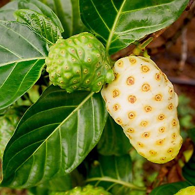 Grafted Noni Fruit Plant.