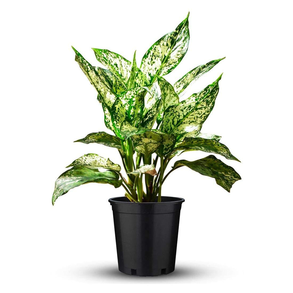 Aglaonema Green (Chinese Evergreen) Plant.