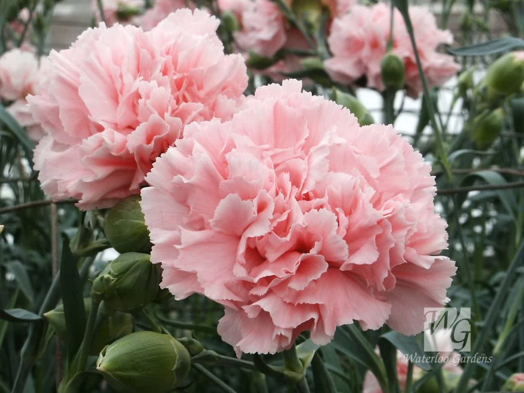 Carnation Pink Plant.