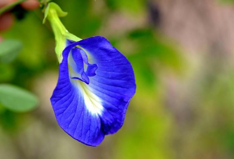 Butterfly Pea Plant - Asian pigeon wings - Clitoria ternatea.
