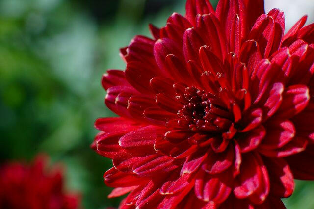 Shevanti, Chrysanthemum Red Plant.