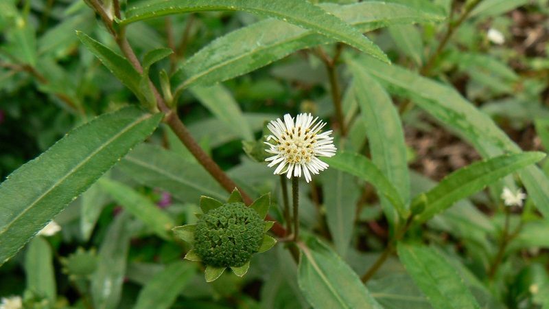 Bhringaraj Plant - False Daisy.