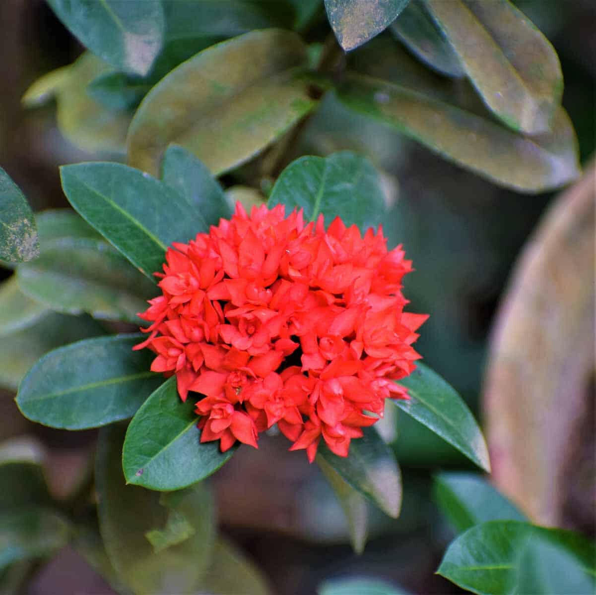 Dwarf Ixora (Red) Plant.