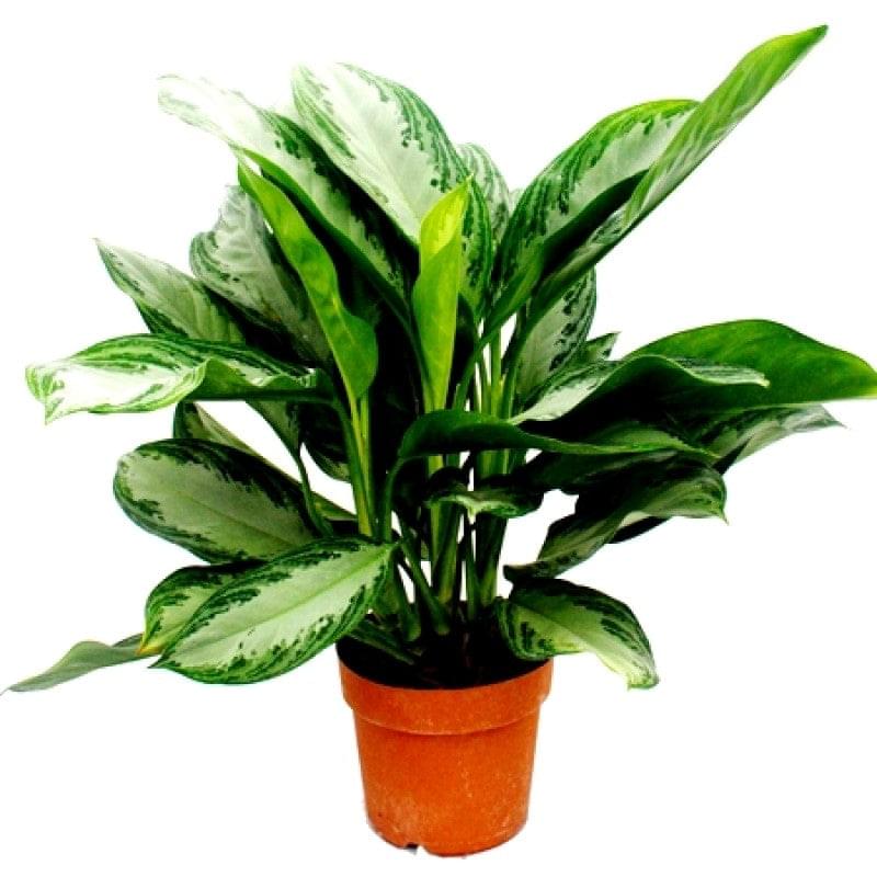 Aglaonema Green (Chinese Evergreen) Plant.