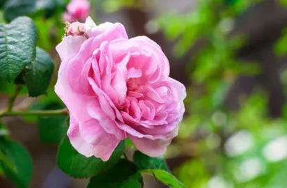 Damascus Rose - Scented Rose - Baby Pink Paneer Rose Plant.