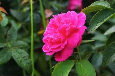Damascus Rose - Scented Rose - Dark Pink Paneer Rose Plant.