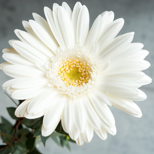 White Gerbera Plant.