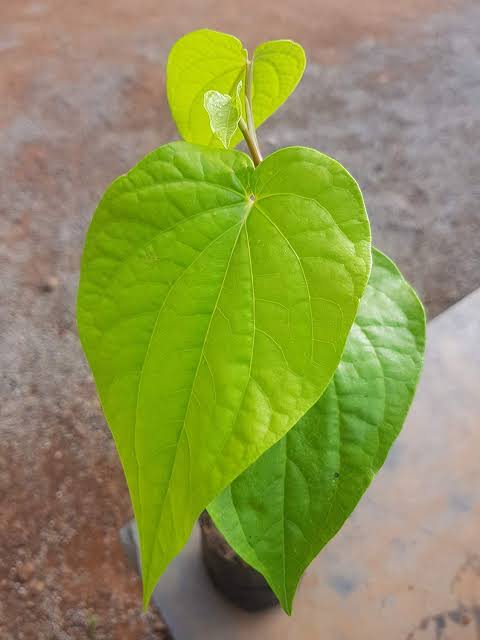 White Betel Leaf Plant - Paan Plant.