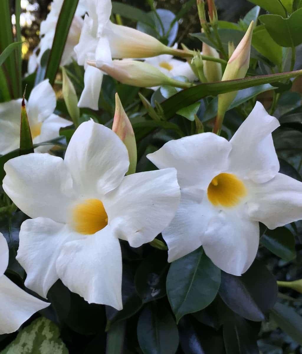 Mandevilla White Plant.