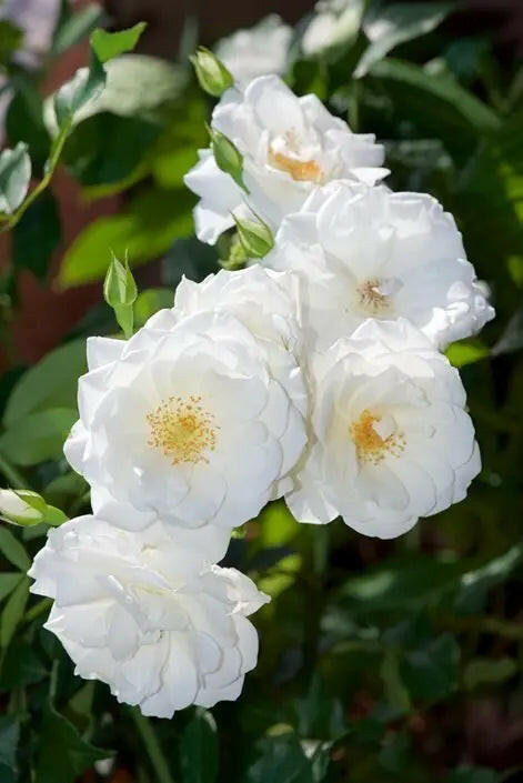 Miniature Rose - Button Rose (White) Plant.