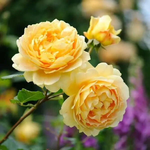 Miniature Rose - Button Rose (Yellow) plant.