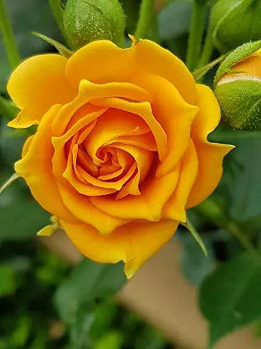 Miniature Rose - Button Rose (Yellow) plant.