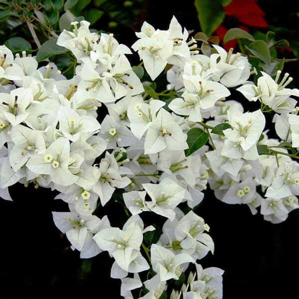 Bougainvillea White Plant.