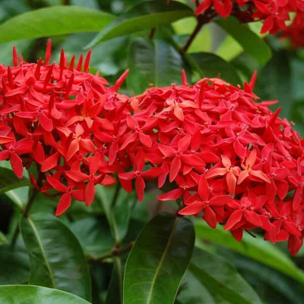 Red Ixora Plant.